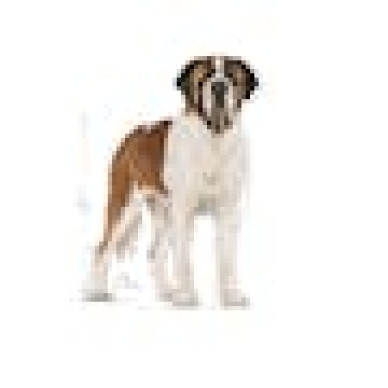 Royal Canin Giant Adult – Hrană Uscată pentru Câini Adulți de Talie Gigantă – 15 kg